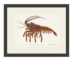 Spiny Lobster II Print